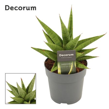 Sansevieria Snow Lotus Crown (decorum)