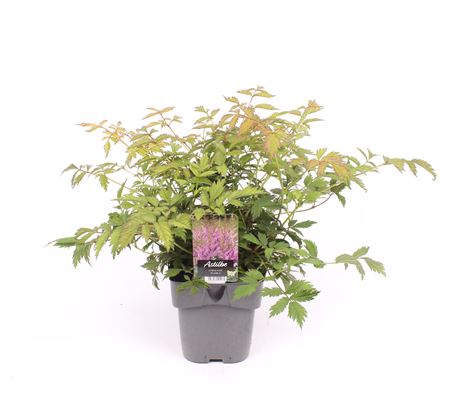 Astilbe Chinensis Pumila
