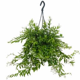 Эсхинантус Джефролепис