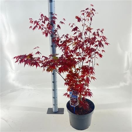 Acer Palm Yezo Nishiki