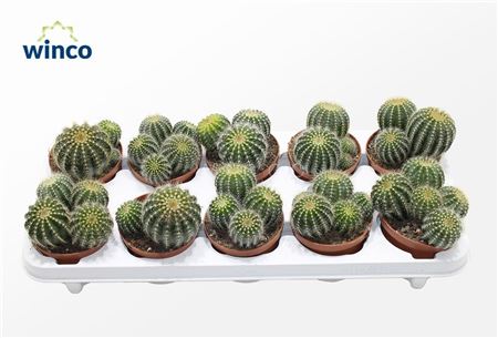 Notocactus Magnificus (group)