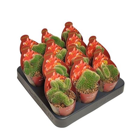 Hildewintera Aureispina Crestata Potcover