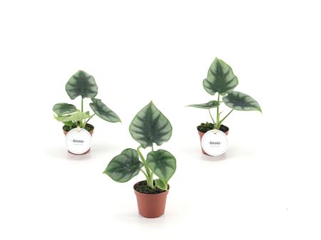 Alocasia Reversa