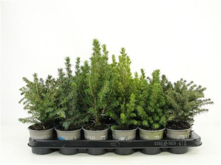 Picea Mix
