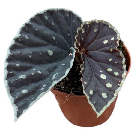 Begonia Fire Fly