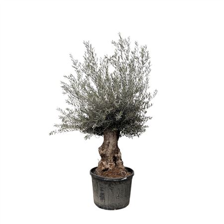 Olea Europaea Bonsai Xl