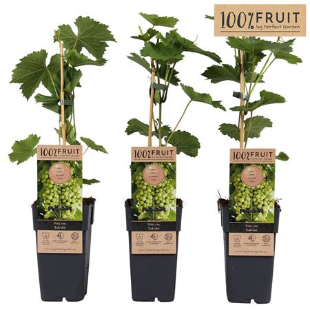 Vitis Vin Sukribe