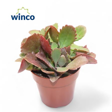 Kalanchoe Rubinea.