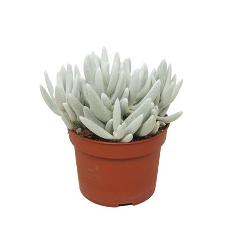 Senecio Mont Blanc