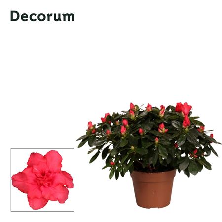 Azalea Red (decorum)