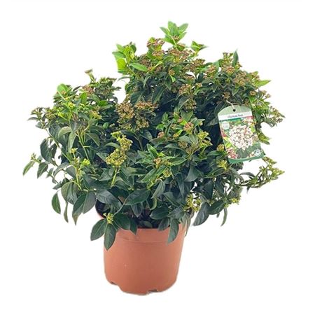 Viburnum Tinus