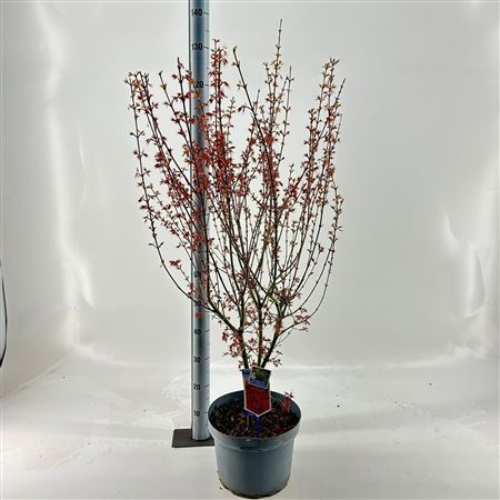 Acer Palm Jerre Schwartz