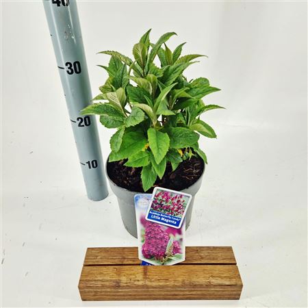 Buddleja Dav Little Magenta (butterfly Candy)