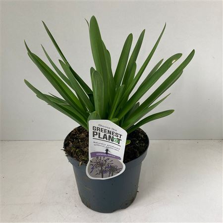 Agapanthus Sunfield
