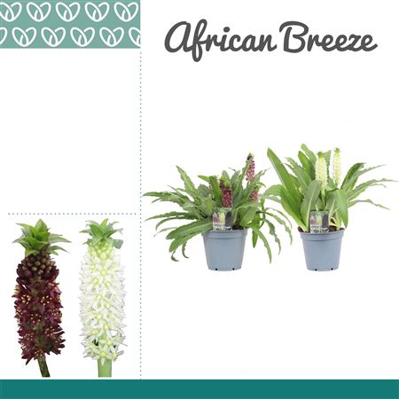 Eucomis Mix