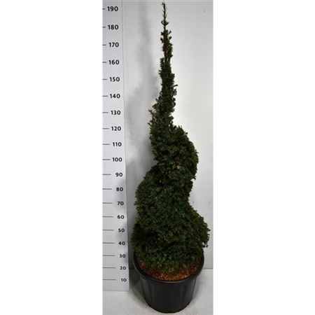 Taxus Baccata