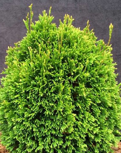 Туя западная Макс