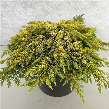 Juniperus Com Lemon Carpet