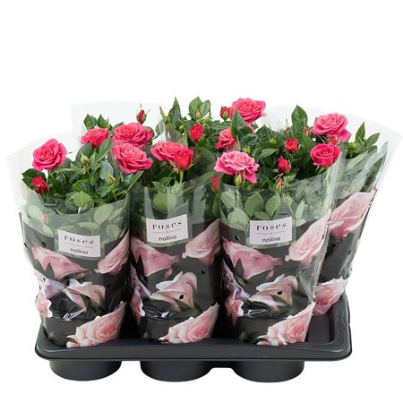 Rosa Palace Deep Pink