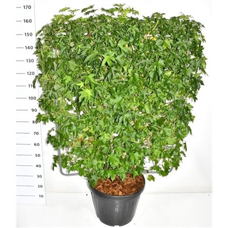 Liquidambar Styraciflua On Screen