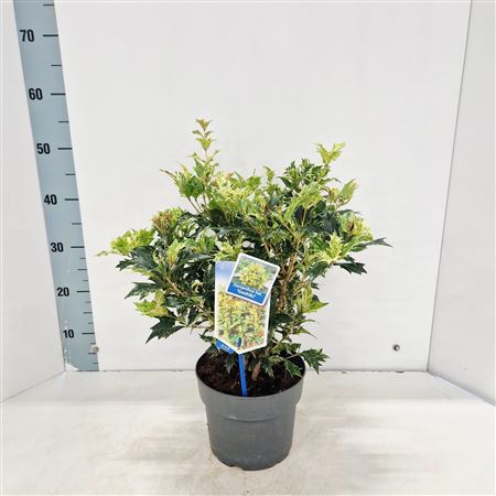 Osmanthus Het Goshiki