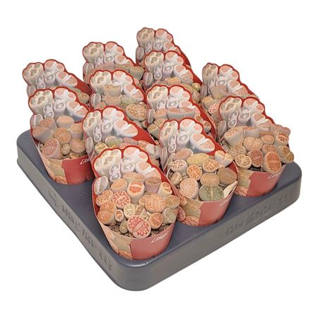 Lithops Potcover