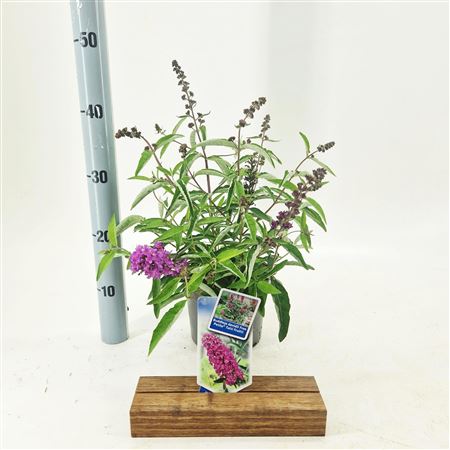 Buddleja Dav Free Petite Tutti Frutti