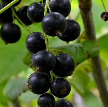 Смородина черная Орловская Серенада