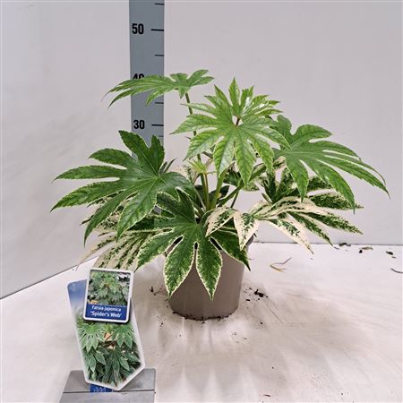Fatsia Jap Spiders Web