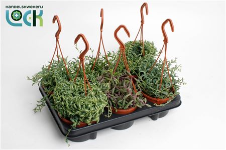 Senecio Mix
