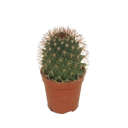 Mammillaria Ernestii 5,5 Cm