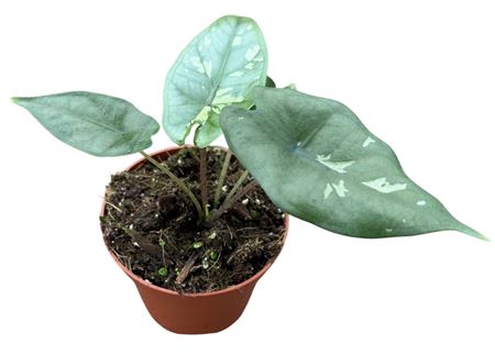 Alocasia Shattered Glass