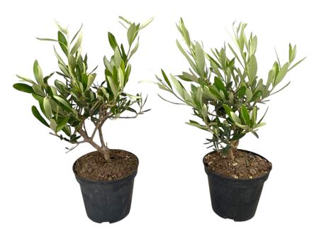 Olea Europaea On Mini-stem