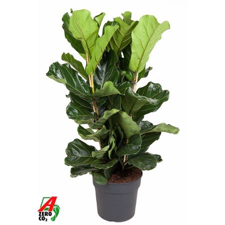 Ficus Lyrata 3pp