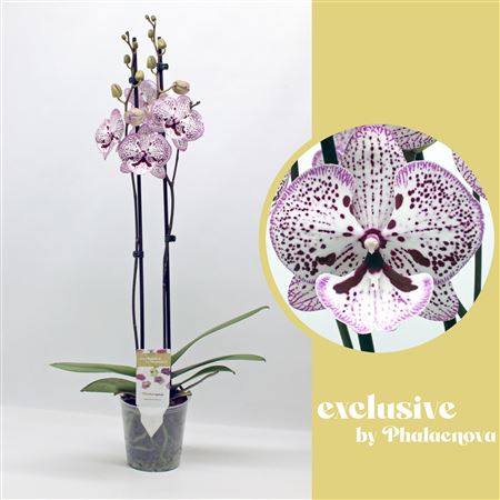 Phal 2st Grace 2st (phalaenova)