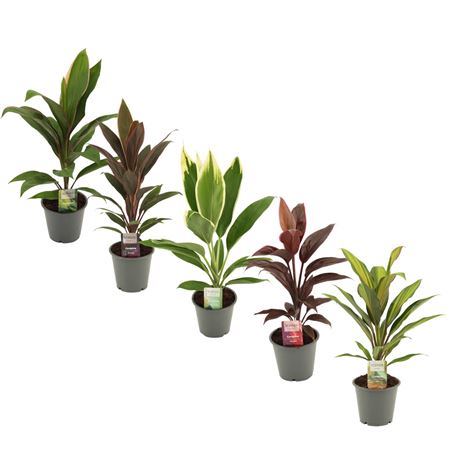 Cordyline Mix (dec)