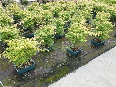 Acer Palmatum Katsura,