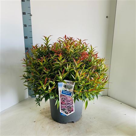Leucothoe Keiskei Burning Love