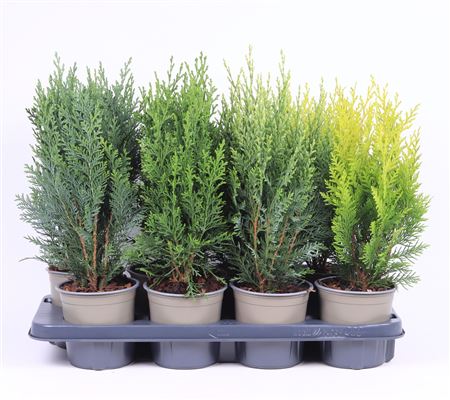 Chamaecyparis Mix