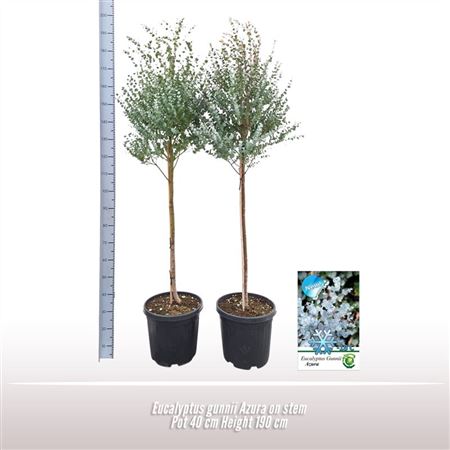 Эвкалипт Gunnii Azura на стебле