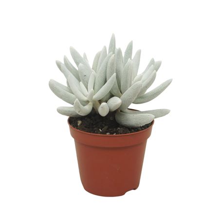 Senecio Mont Blanc