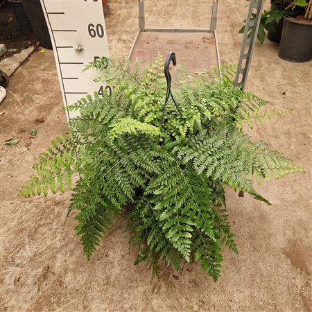 Asplenium Parvati Hangplant