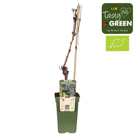 Vitis Vin Venus (grafted) Bio