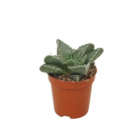 Faucaria Tuberculosa 5,5 Cm