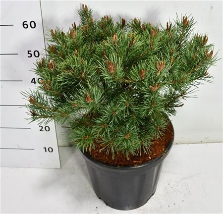 Pinus Sylv Martham