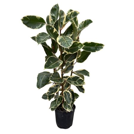 Ficus El Tineke 3pp