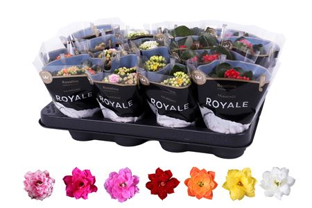 Kal Ros Royale Mix