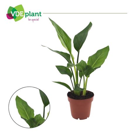 Strelitzia Reginea