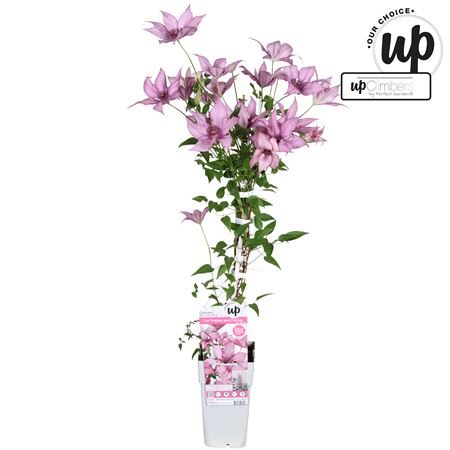 Clematis Big And Easy Pink Giselle