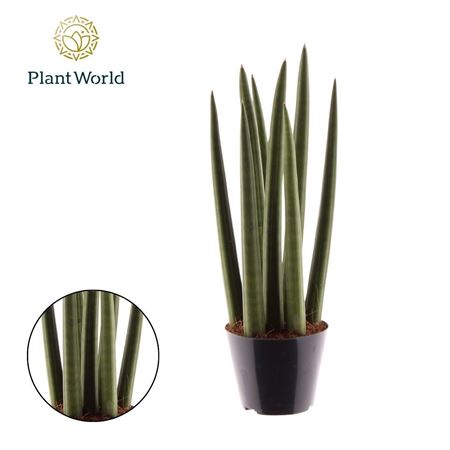 Sansevieria Painted Mix